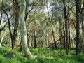 Feever tree forest