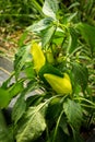 Feher ozon paprika mild pepper plant Royalty Free Stock Photo