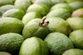 Feijoa