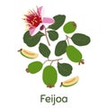 Feijoa, whole fruit and half. Vector