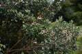 Feijoa Feijoa selllowiana Royalty Free Stock Photo