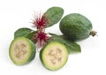 Feijoa with flowers