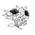 Feijoa flowers. Stock vector illustration eps10. Hand drawing, outline