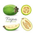 Feijoa fresh fruits whole and cut vector illustration