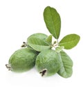 Feijoa friut