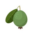 Feijoa fruit icon flat design vector illustration