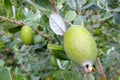 Feijoa fruit plant grow on a tree