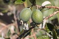 Feijoa fruit on tree Royalty Free Stock Photo