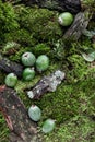 Feijoa fruits with water drops on a carpet of moss and forest branches Royalty Free Stock Photo