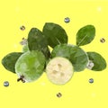 Feijoa plant Royalty Free Stock Photo