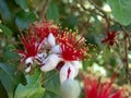 Feijoa sellowiana flowers closeup