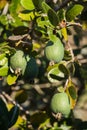 Feijoa shrub with ripe fruit Royalty Free Stock Photo