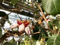 The feijoa tree in bloom