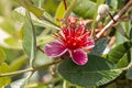 Feijoa tree flower in bloom