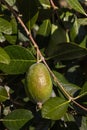 Feijoa tree with ripe fruit Royalty Free Stock Photo