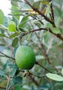 Feijoa tree twig with fruit Acca,tropical tree