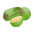 Ripe feijoa. Tropical fruit. Vegetarian nutrition. Organic food. Detailed vector illustration.