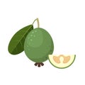 Feijoa whole fruit with slice flat design