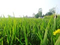 Feild of wheat crops Royalty Free Stock Photo