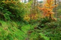 Feint woodland trail in Autumn. Royalty Free Stock Photo