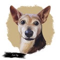 Feist dog isolated digital art illustration. Hand drawn portrait of mall hunting dog, Smooth Fox Terrier, Manchester English White