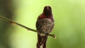 Feisty Anna\'s hummingbird defends his territory