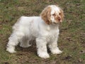 Feisty cocker spaniel puppy Royalty Free Stock Photo