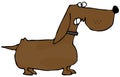 Feisty Dachshund Royalty Free Stock Photo