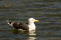 Feisty Herring Gull, Larus argentatus, largest of UK gulls