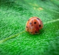 A feisty ladybug hunts for prey on a rainy day road. Royalty Free Stock Photo