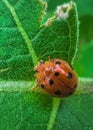 A feisty ladybug hunts for prey on a rainy day road. Royalty Free Stock Photo