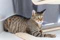 Feisty oriental cat at home, domestic animal portrait