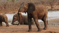 A feisty young bull elephant showing it is annoyed by mock aggression