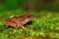 Fejervarya sp., Chorla Ghat, Maharashtra