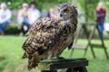 FELBRIDGE, SURREY/UK - AUGUST 23 : Eurasian Eagle-Owl (Bubo bubo