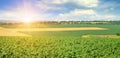 Feld sunflower sprout and sunrise on sky. Agricultural landscape. Wide photo
