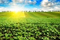 Feld sunflower sprouts and sunrise on sky Royalty Free Stock Photo