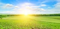 Feld sunflower sprouts and sunrise on sky. Wide photo. Royalty Free Stock Photo