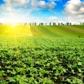 Feld sunflower sprouts and sunrise on sky Royalty Free Stock Photo