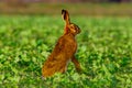 Field hare in the field Royalty Free Stock Photo