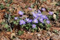 Felicia amelloides, blue daisy bush or blue felicia. Royalty Free Stock Photo