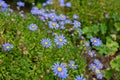 Felicia amelloides celestial blue flowers with yellow center Royalty Free Stock Photo