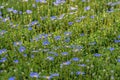 Felicia amelloides, the blue daisy bush or blue felicia. Soft, perennial, evergreen, herbaceous plant. Field of blue flowers for Royalty Free Stock Photo