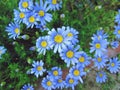 Felicia amelloides Blue & yellow Royalty Free Stock Photo