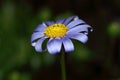 Felicia blue daisy flower Royalty Free Stock Photo