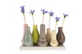 Felicia flowers in little vases Royalty Free Stock Photo