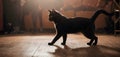 A Felidae carnivore, the black cat with fur walks in dark room on wooden floor