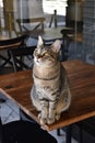 A Felidae carnivore with whiskers is laying on its back on a wooden table