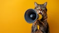 Felidae Cat with whiskers shouting into a megaphone on yellow background Royalty Free Stock Photo