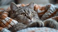 A Felidae, small to mediumsized cat is resting on a blanket on a bed